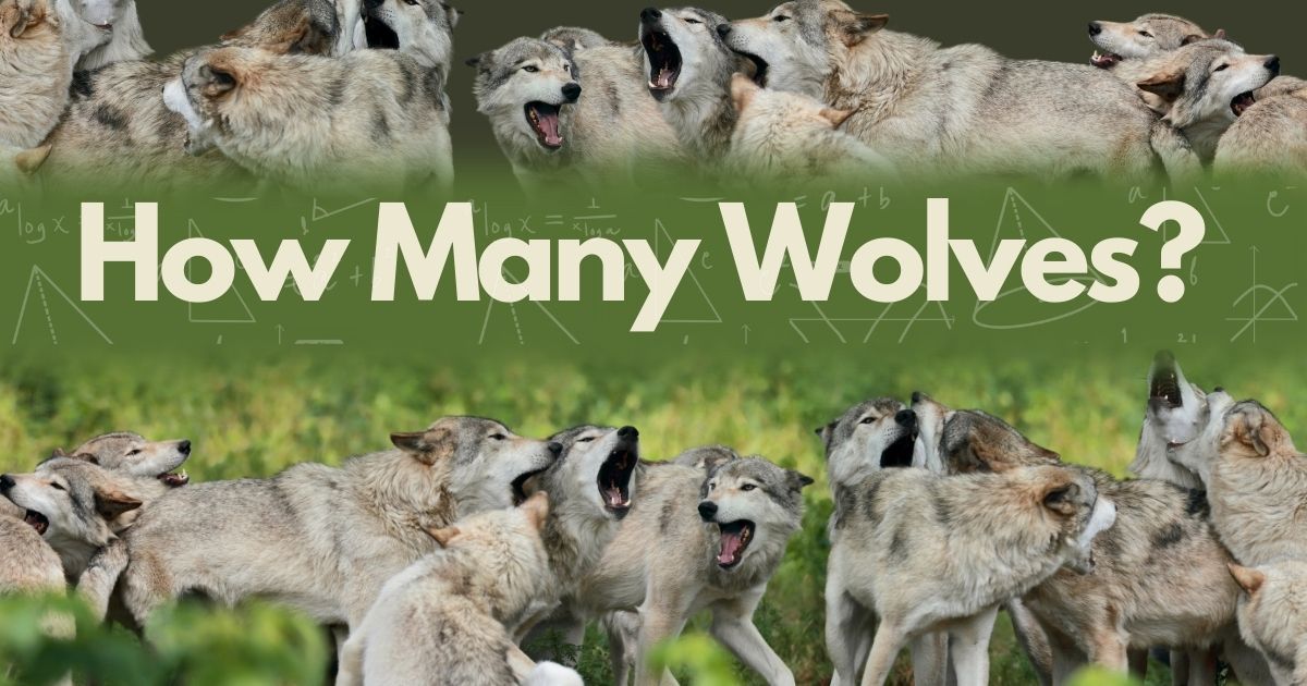 Minnesota's Wolf Population: Inaccurate Counts